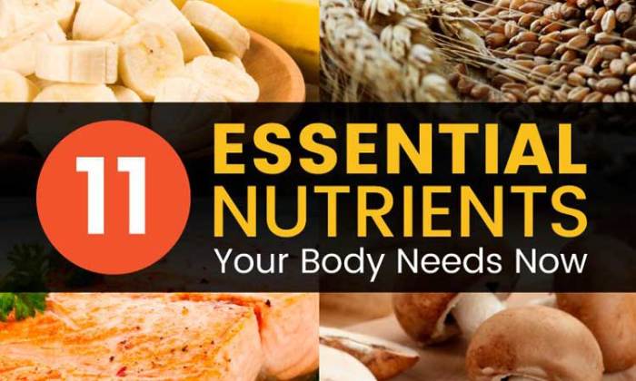 6 Essential Nutrients for a Healthy Body